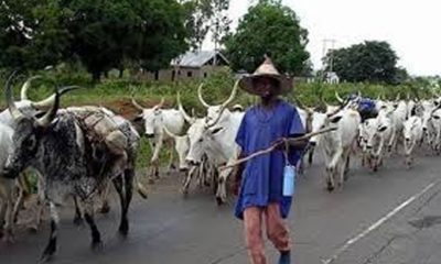 FG Ban Open Grazing