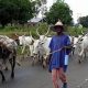 FG Ban Open Grazing